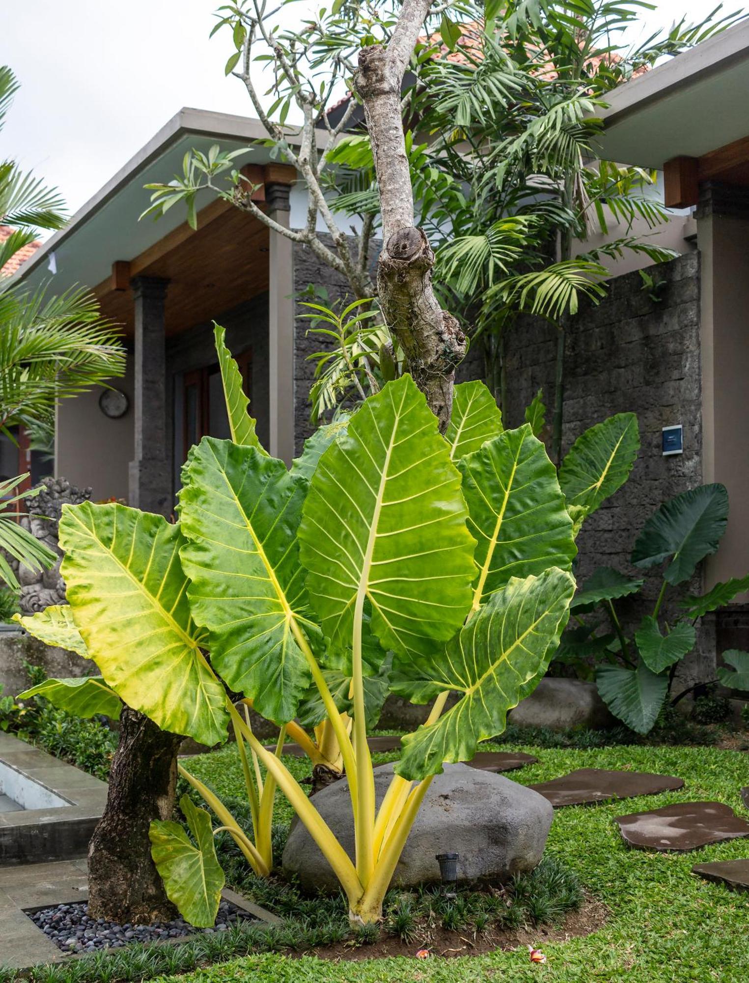 Royal Cottage Private Villa 우붓 외부 사진